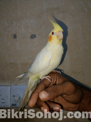 Cockatiel